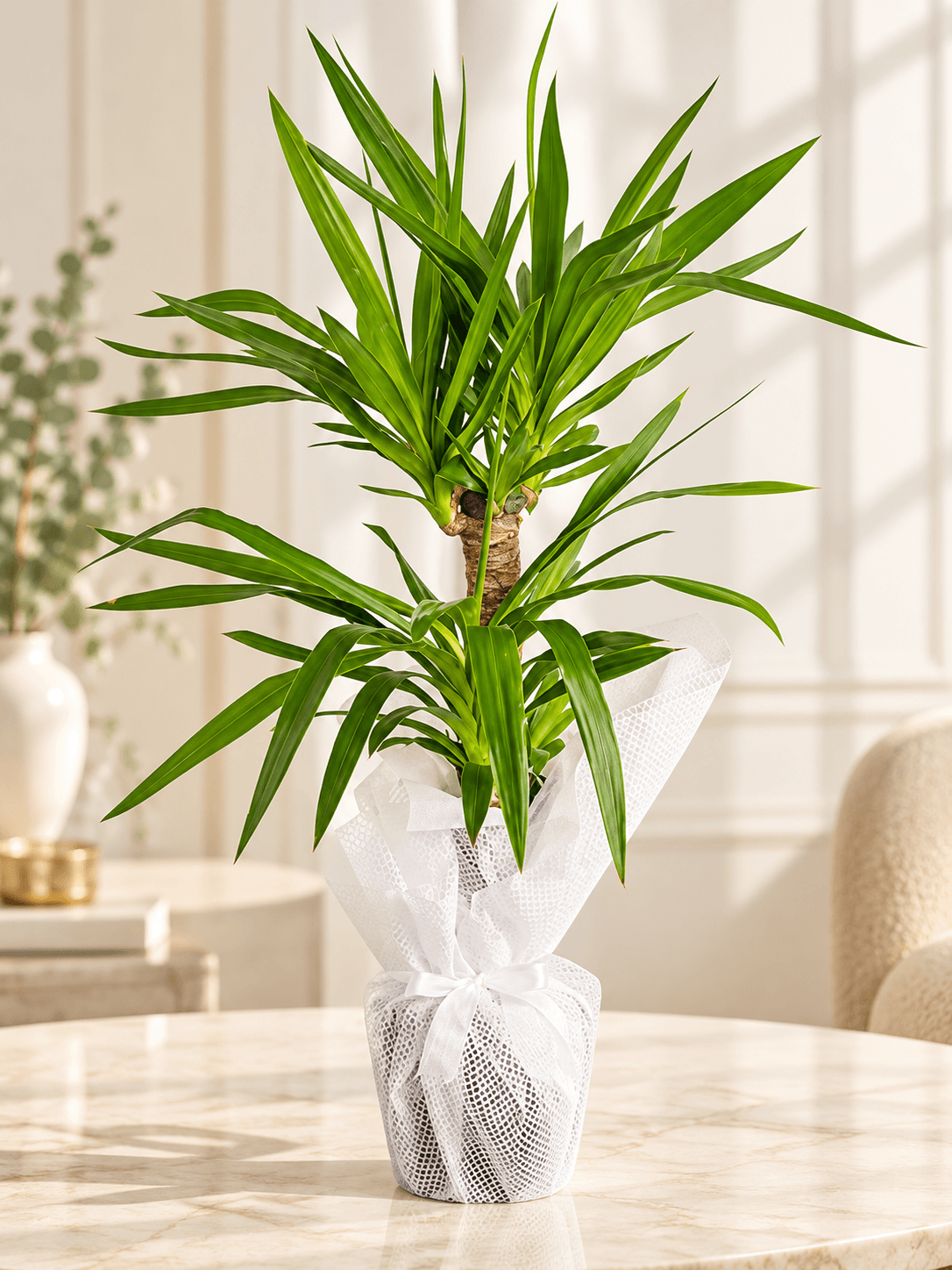 İkili Yucca Saksı Bitkisi