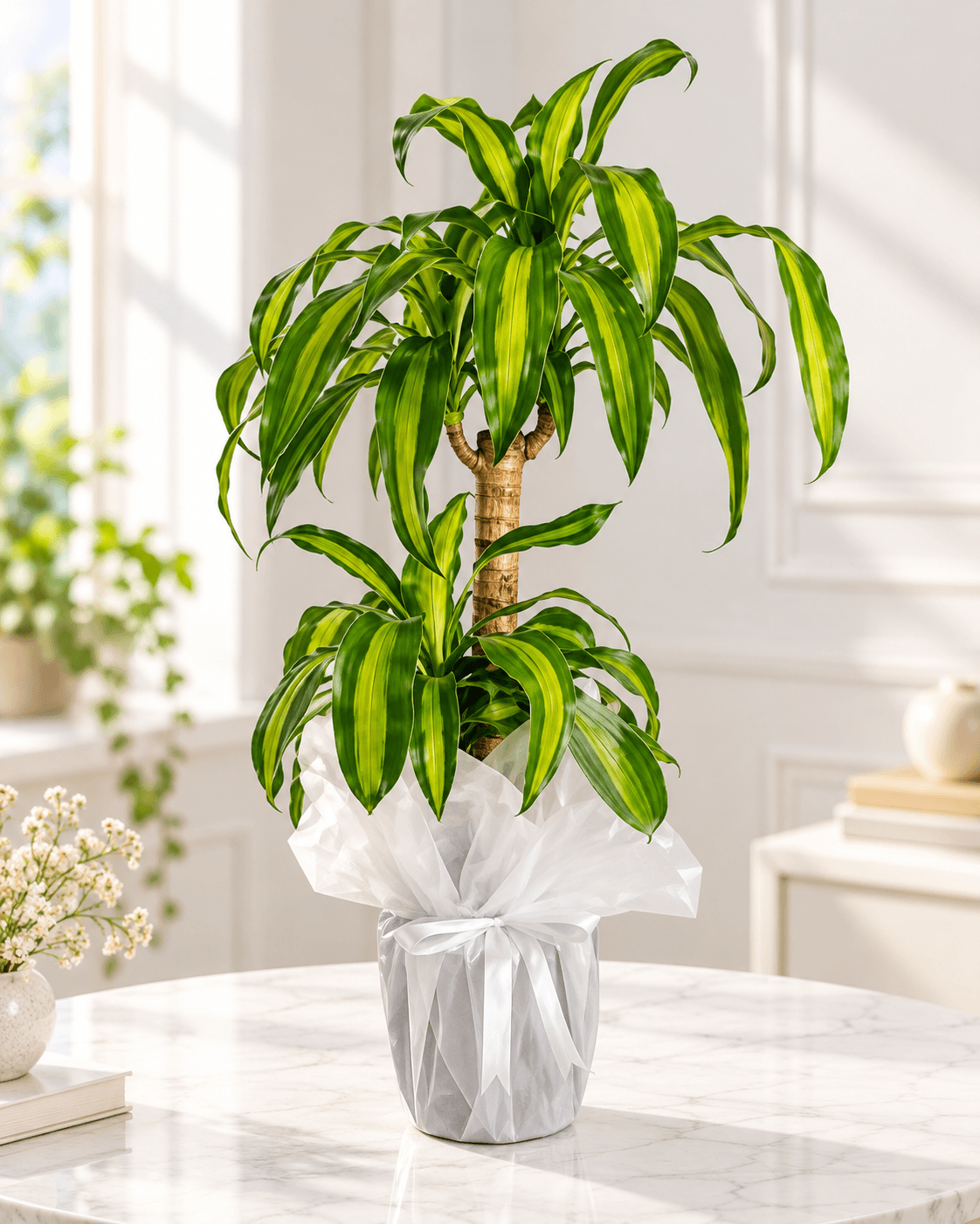 İkili Dracaena Massangeana